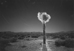 Desert Fantasy, Nevada