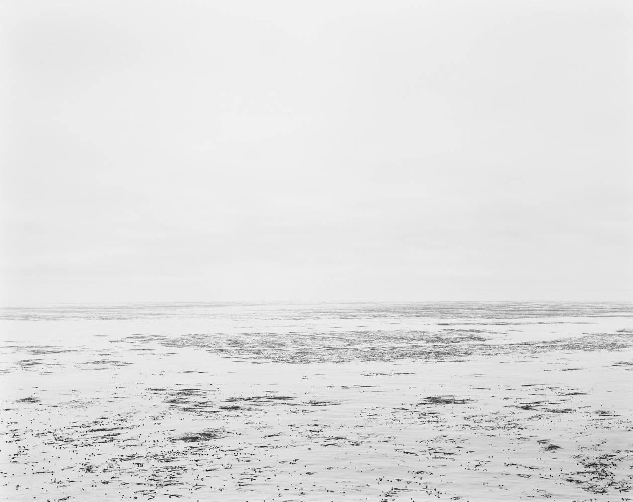 Chip Hooper Black and White Photograph - Kelp, Pacific Ocean