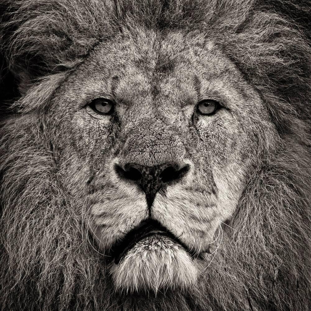 Black and White Photograph Paul Coghlin - Le regard du lion