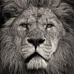 Lion's Stare 1