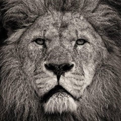 Le regard du lion