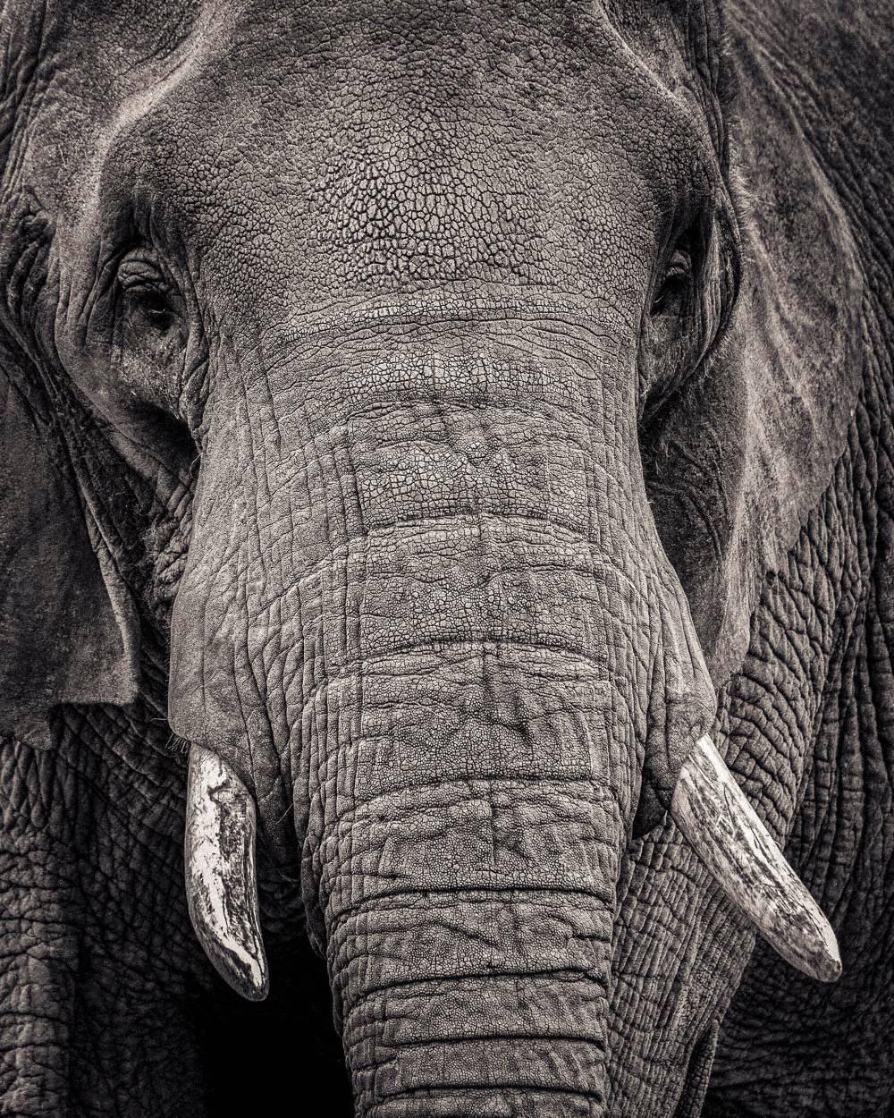 Paul Coghlin Portrait Photograph - Portrait of an Elephant II