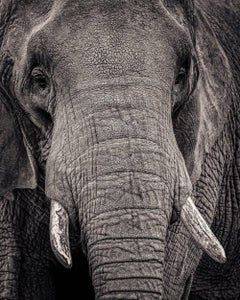 Portrait d'un éléphant II