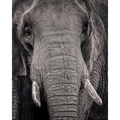 Portrait of an Elephant II 2