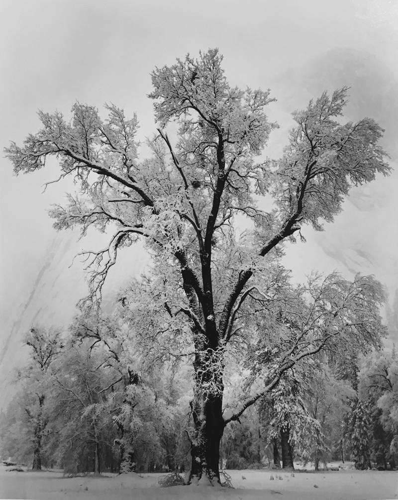 Ansel Adams Black and White Photograph - Oaktree, Snowstorm, Yosemite National Park, California