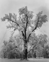 Vintage Oaktree, Snowstorm, Yosemite National Park, California