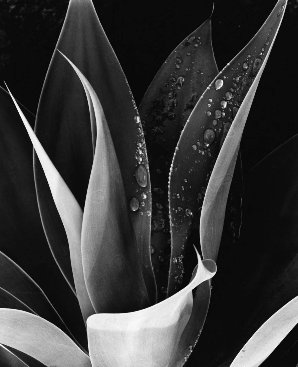 Brett Weston Black and White Photograph - Agava, Paradise Park