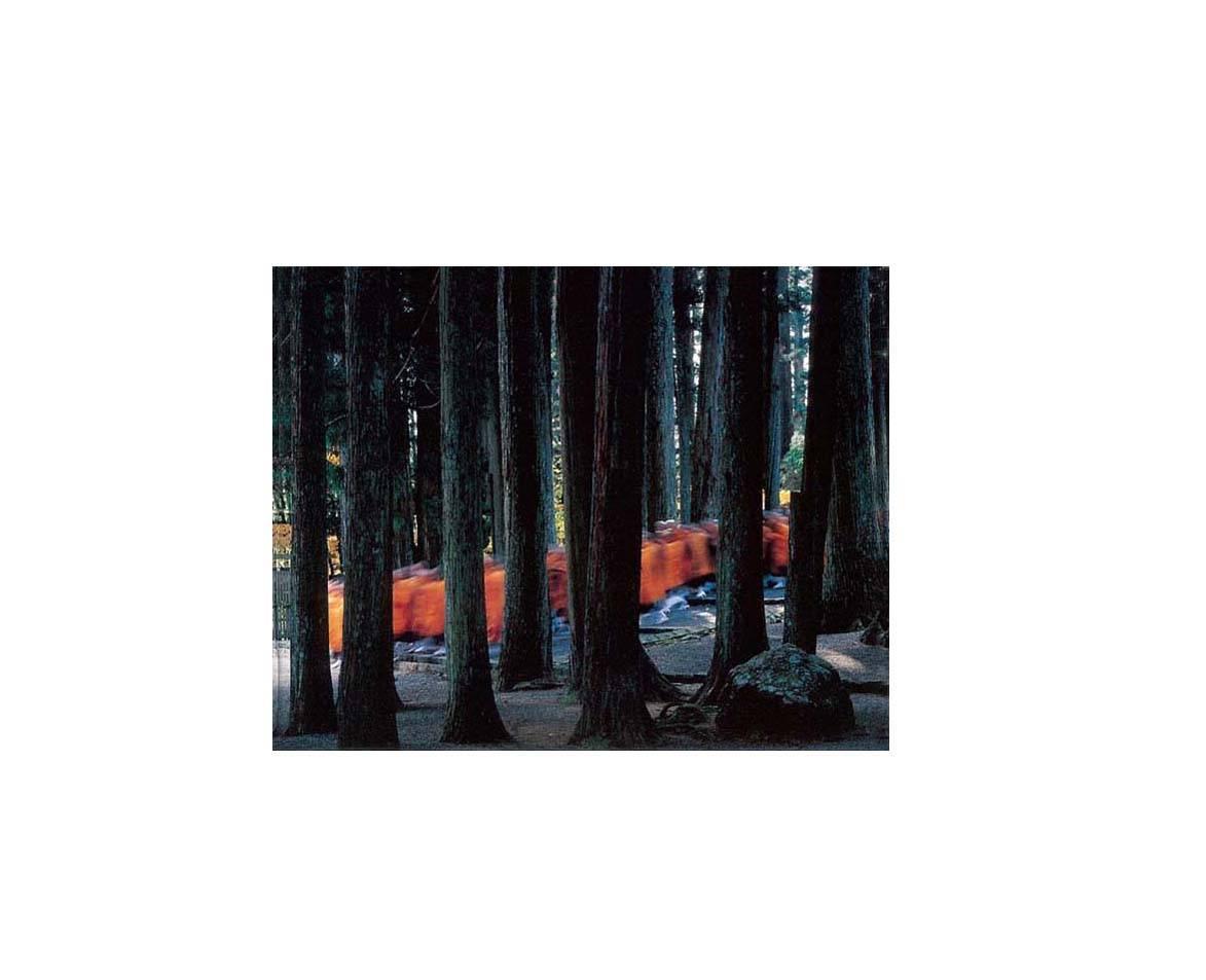 Yoshimitsu Nagasaka Color Photograph - Monks Walking Through Cedars
