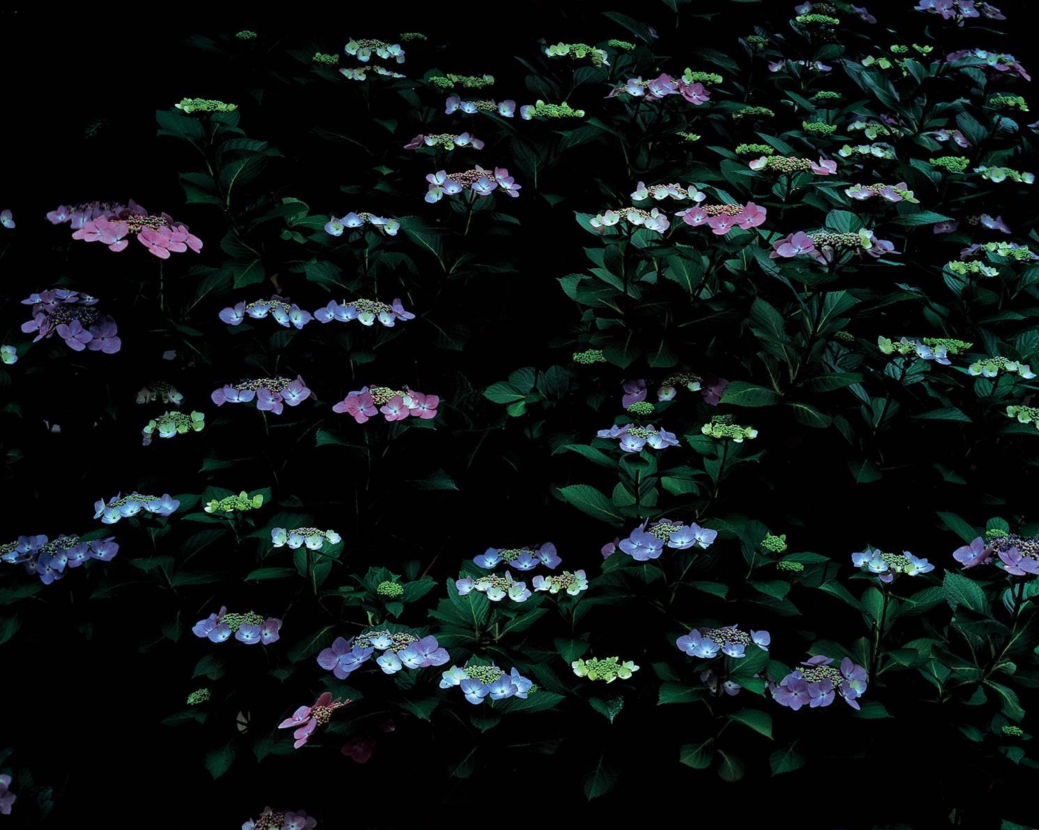Yoshimitsu Nagasaka Color Photograph - Lacecap Hydrangea