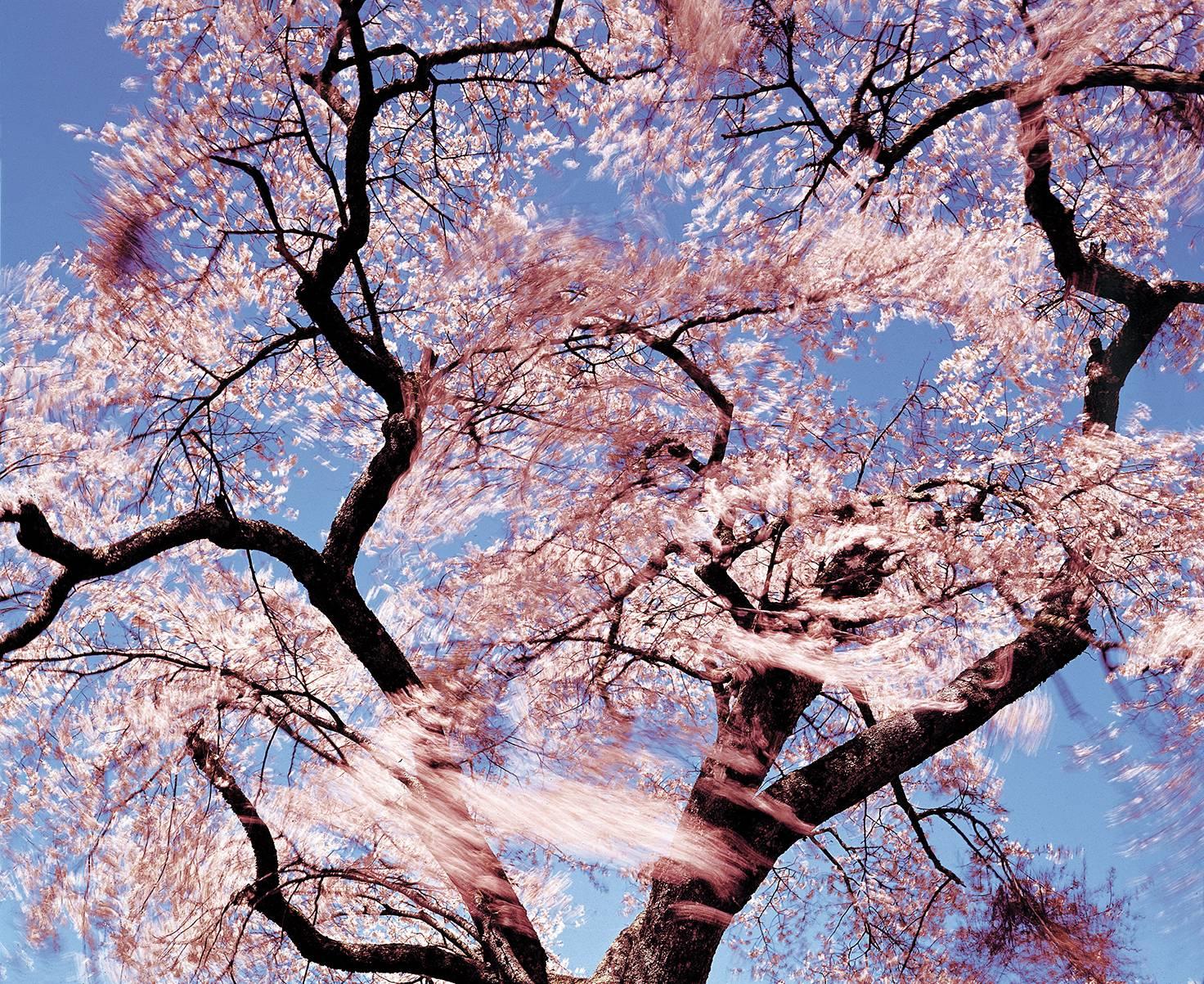 Yoshimitsu Nagasaka Landscape Photograph - Cherry Blossoms Blowing in the Wind