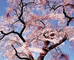 Cherry Blossoms Blowing in the Wind