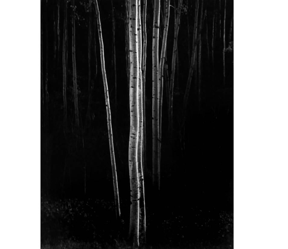 Ansel Adams Black and White Photograph - Aspens, Northern New Mexico (Vertical)
