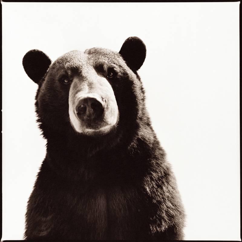 Nine Francois Portrait Photograph - Black Bear I