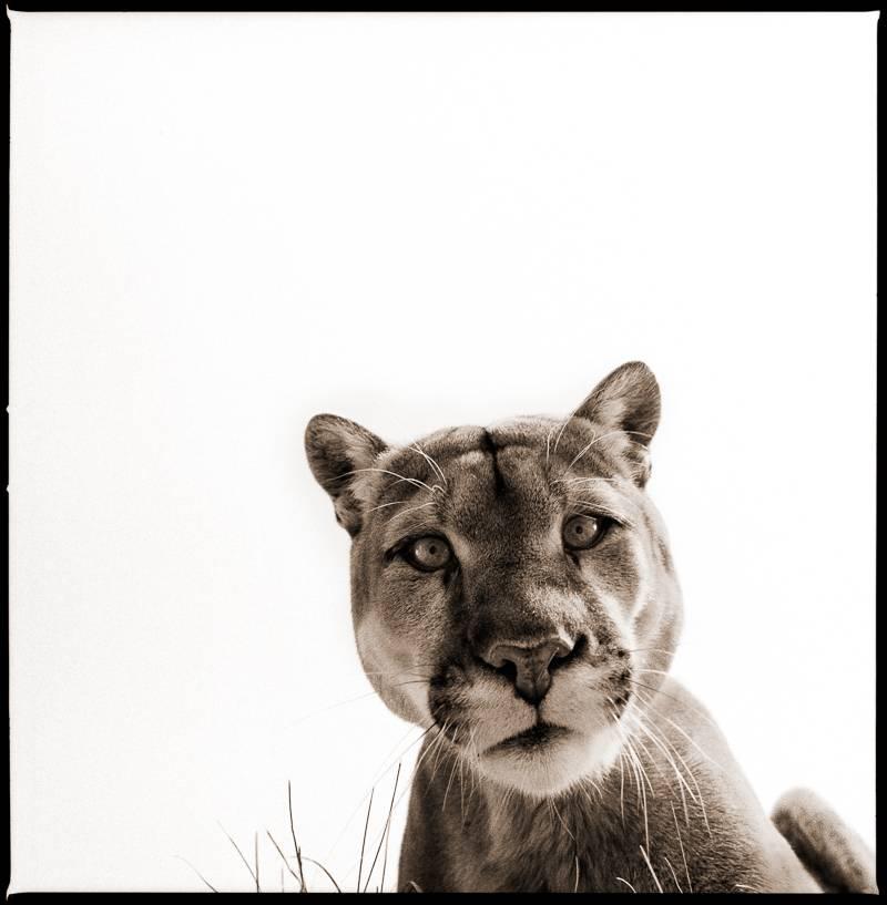 Black and White Photograph Nine Francois - Cougar II