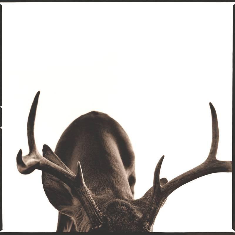 Nine Francois Portrait Photograph - Deer I