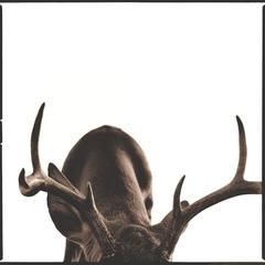 Deer I 4