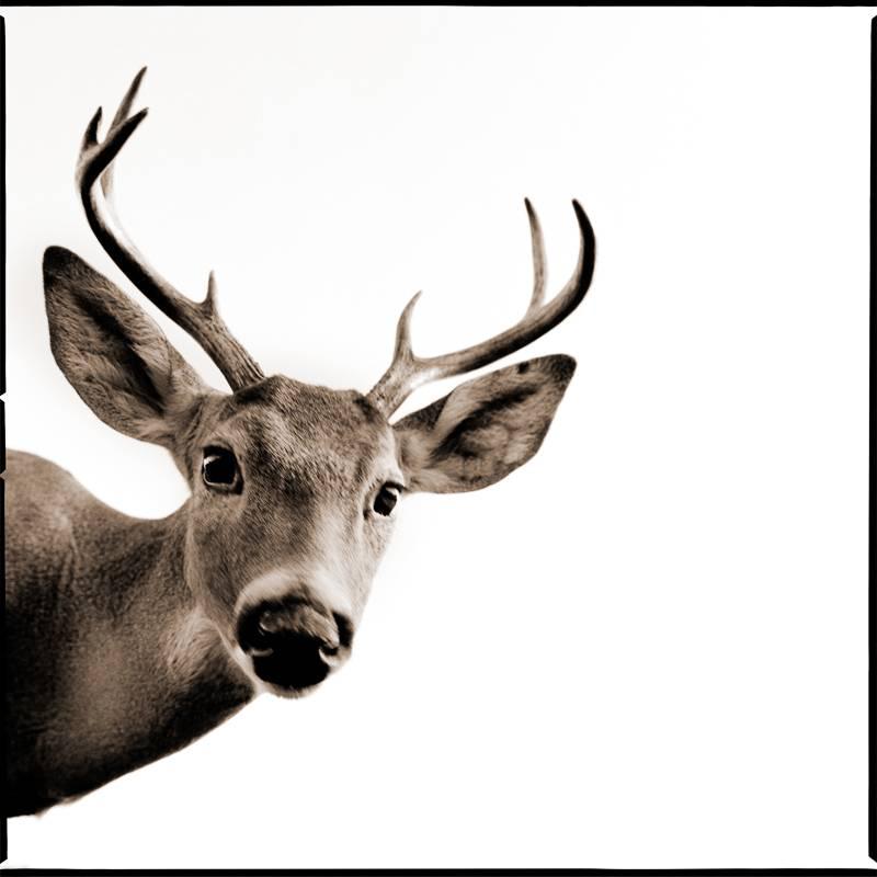 Nine Francois Black and White Photograph - Deer II