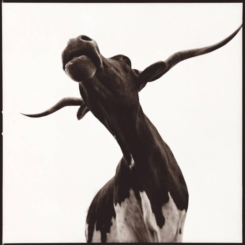 Nine Francois Black and White Photograph - Longhorn I