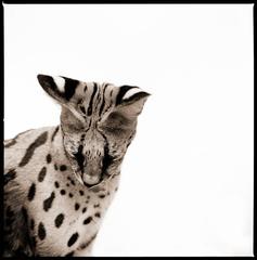 Serval II 9