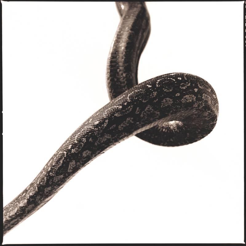Nine Francois Black and White Photograph - Snake I
