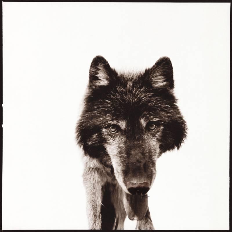 Nine Francois Portrait Photograph - Wolf III