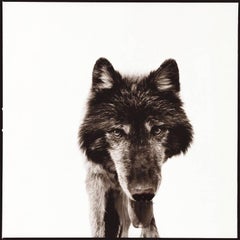 Vintage Wolf III