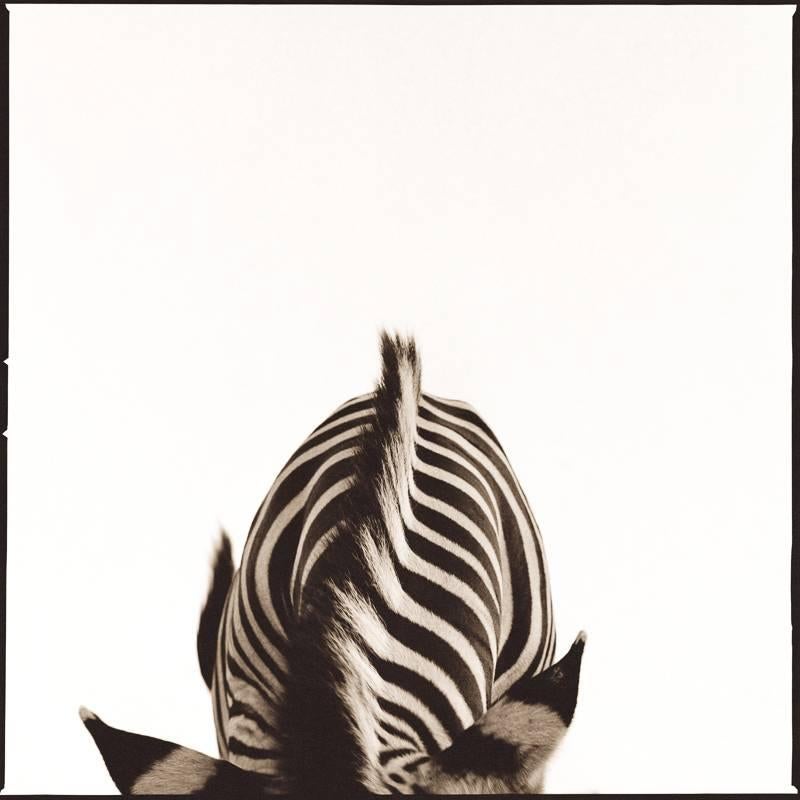 Nine Francois Black and White Photograph - Zebra II