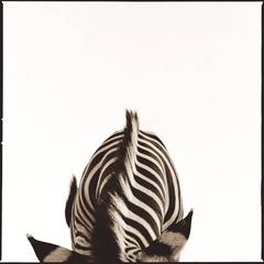 Zebra II 11