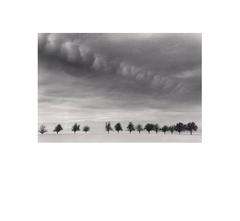 Fourteen Trees, Marbach, Austria 1