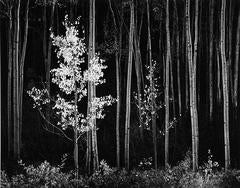Aspens, Northern New Mexico ~ Horizontal 10