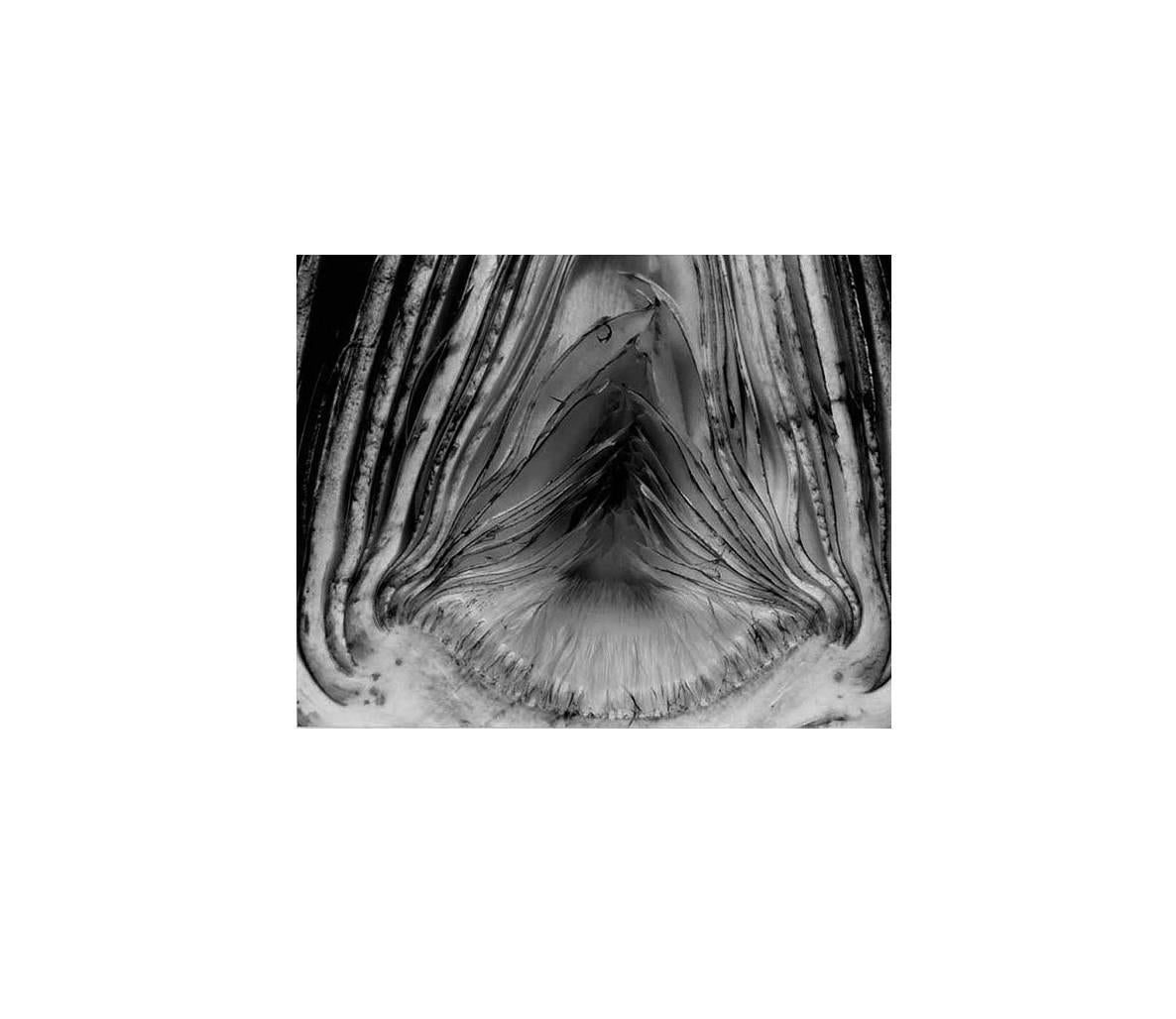 Edward Weston Still-Life Photograph – Artichoke, gehäkelt ~ 28V