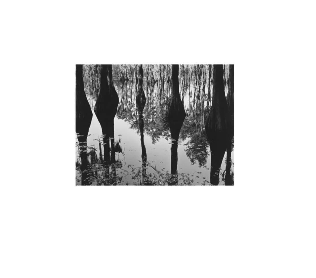 Brett Weston Abstract Photograph - Swamp, North Carolina