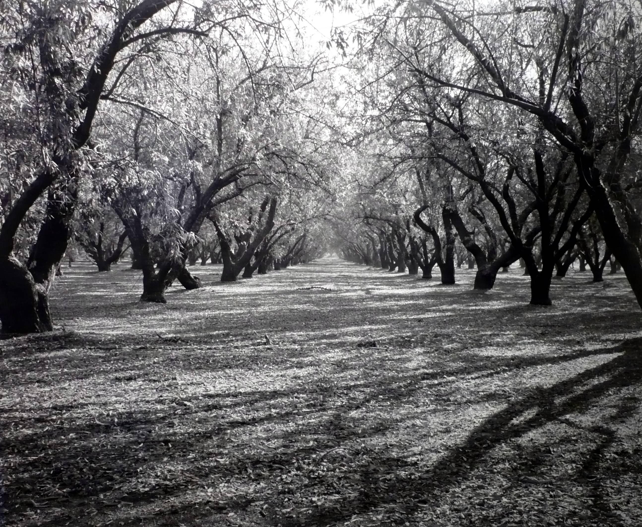 Rod Dresser Black and White Photograph - Almond Grove