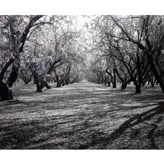 Almond Grove 6