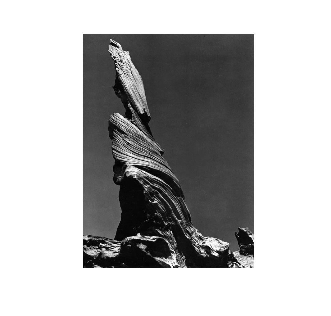 Edward Weston Black and White Photograph - Driftwood Stump
