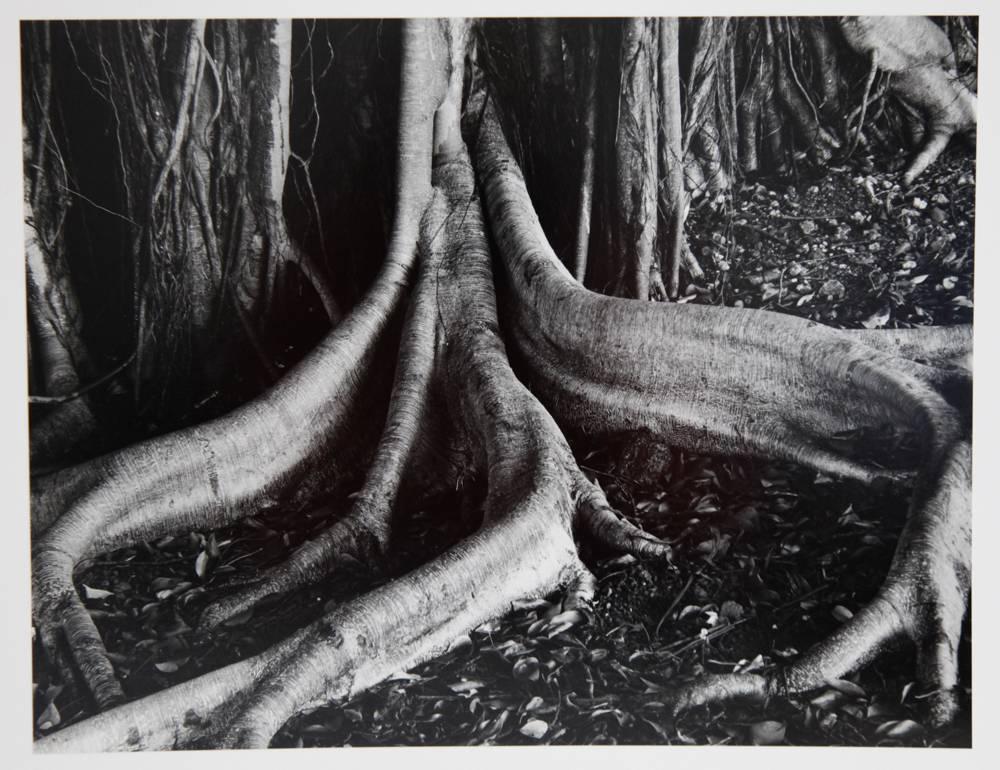 Brett Weston Still-Life Photograph - Banyan Roots