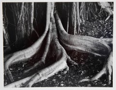 Banyan Roots