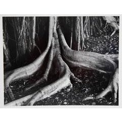 Banyan Roots 11