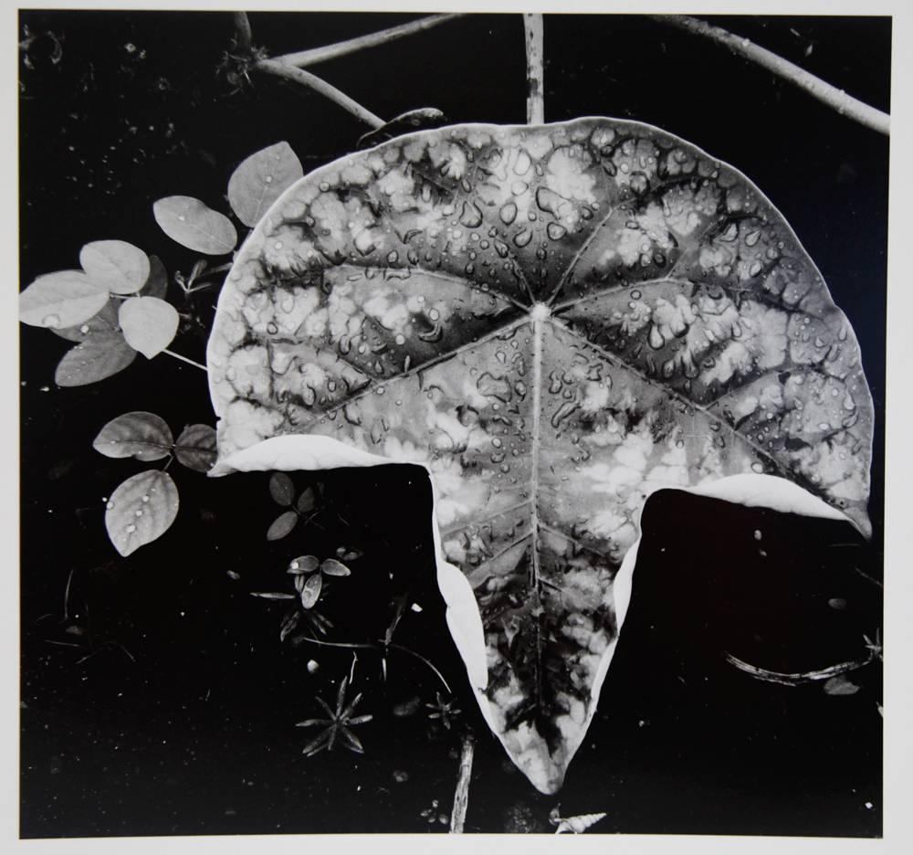 Brett Weston Still-Life Photograph - Leaf and Rain Drops