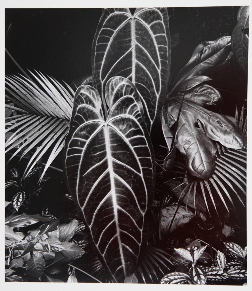 Brett Weston Black and White Photograph - Leaf Cluster
