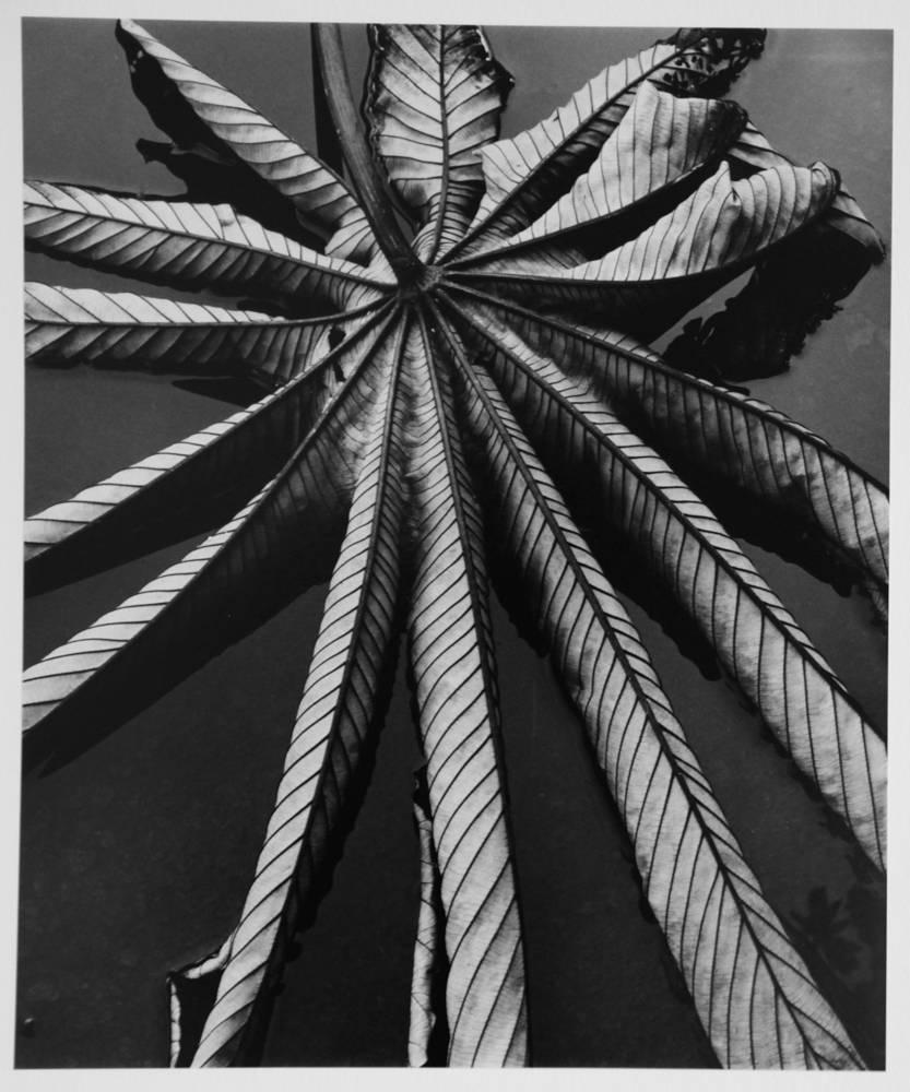 Brett Weston Black and White Photograph - Leaf on Asphalt