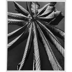 Leaf on Asphalt 1