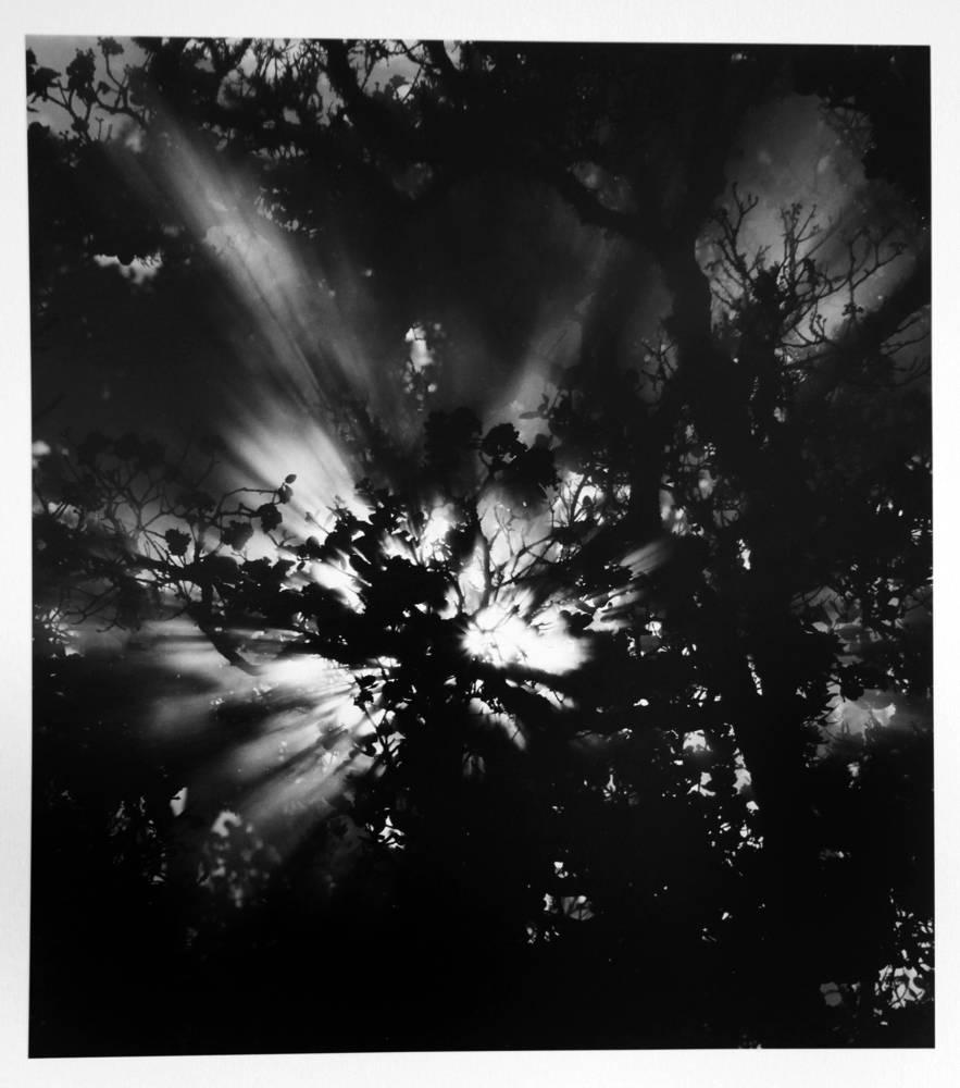 Brett Weston Abstract Photograph - Sunburst