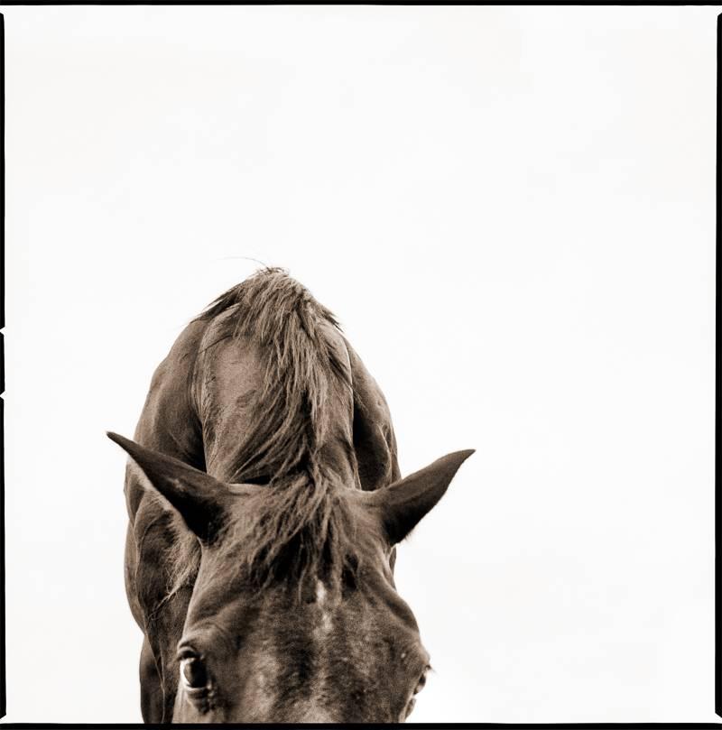 Nine Francois Black and White Photograph - Horse II