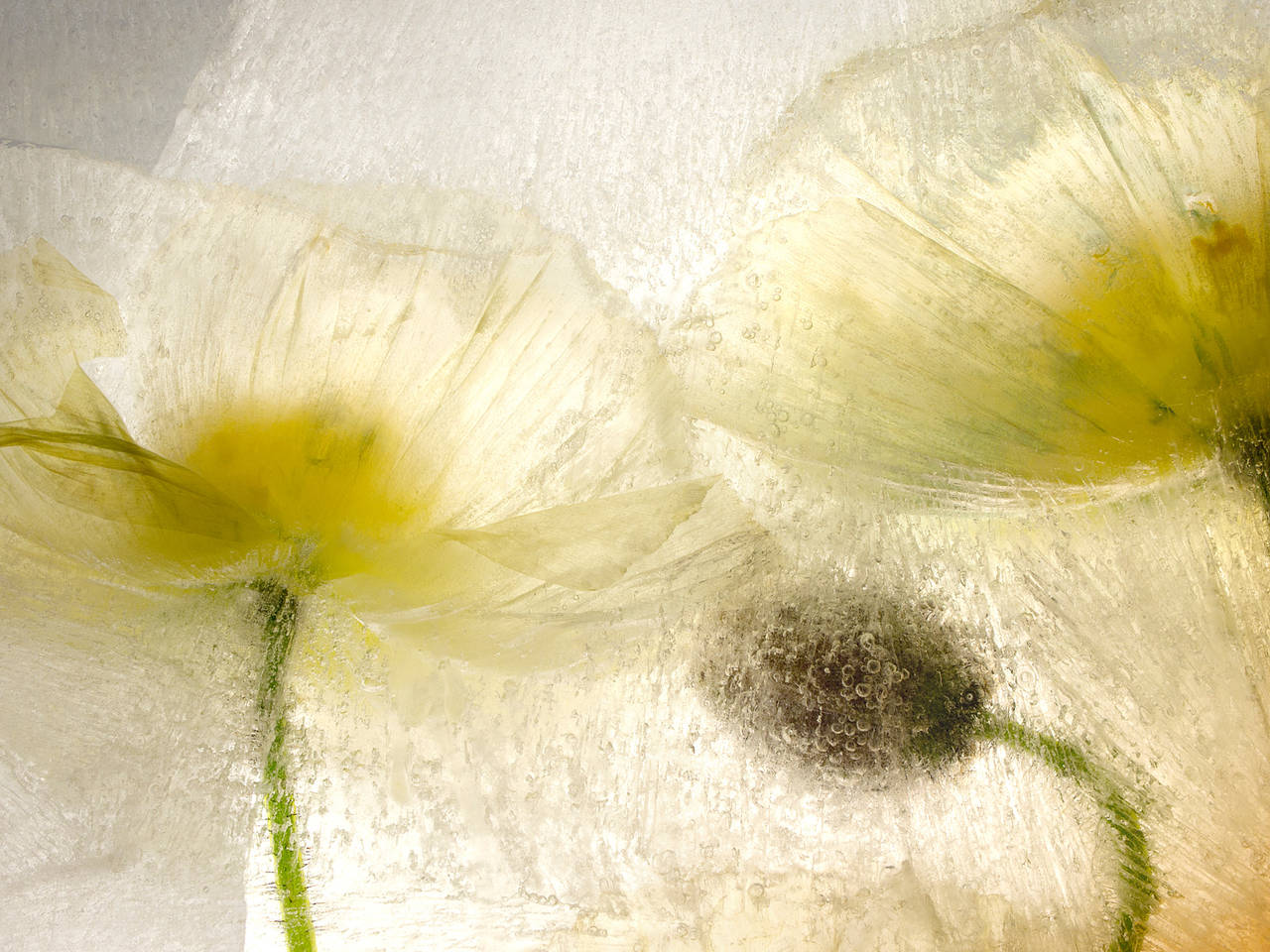 Ryuijie Still-Life Photograph - Color Ice Form 23