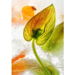 Color Ice Form 61 8