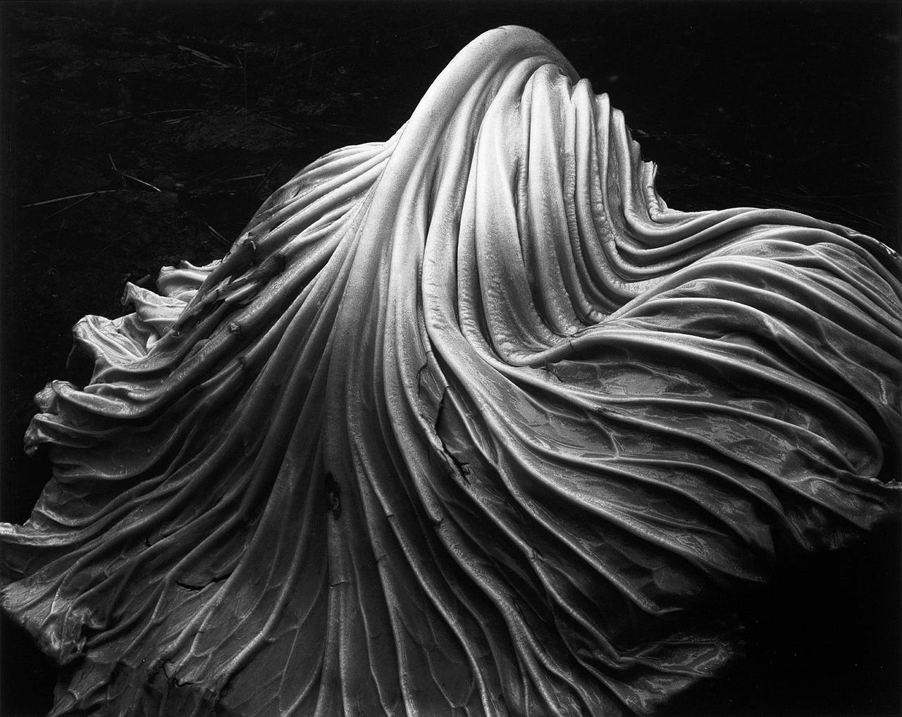 Edward Weston Still-Life Photograph - Cabbage Leaf ~ 41V