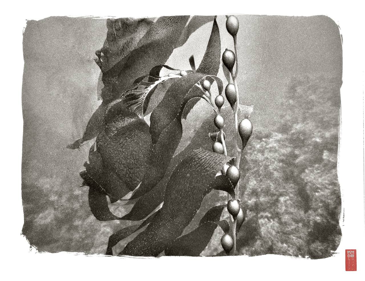 Ryuijie Black and White Photograph - Kelp Bulbs ~ K178