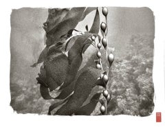 Ampoules Kelp ~ K178