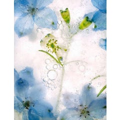 Color Ice Form 12 4